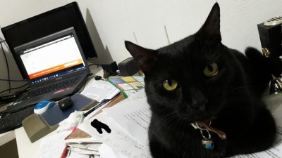 gato preto com computador