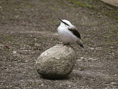 pássaro na pedra